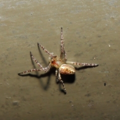 Araneidae (family) at Acton, ACT - 19 Aug 2019 01:33 PM