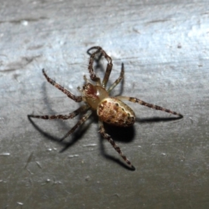 Araneidae (family) at Acton, ACT - 19 Aug 2019 01:33 PM