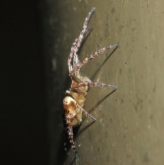 Araneidae (family) at Acton, ACT - 19 Aug 2019