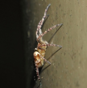 Araneidae (family) at Acton, ACT - 19 Aug 2019 01:33 PM