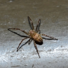 Araneidae (family) at Acton, ACT - 19 Aug 2019 01:33 PM