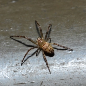 Araneidae (family) at Acton, ACT - 19 Aug 2019 01:33 PM