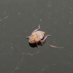 Cicadellidae (family) at Acton, ACT - 19 Aug 2019 01:35 PM