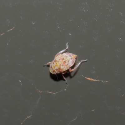 Cicadellidae (family) (Unidentified leafhopper) at Acton, ACT - 19 Aug 2019 by TimL