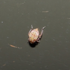 Cicadellidae (family) at Acton, ACT - 19 Aug 2019 01:35 PM