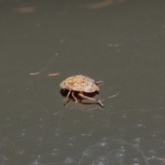 Cicadellidae (family) at Acton, ACT - 19 Aug 2019 01:35 PM