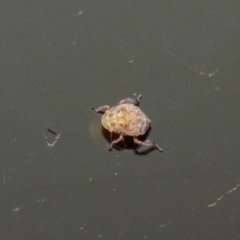 Cicadellidae (family) at Acton, ACT - 19 Aug 2019 01:35 PM