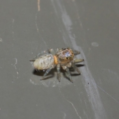 Opisthoncus sp. (genus) (Unidentified Opisthoncus jumping spider) at ANBG - 19 Aug 2019 by TimL