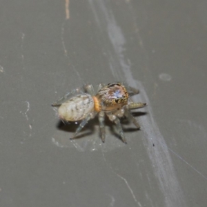 Opisthoncus sp. (genus) at Acton, ACT - 19 Aug 2019 01:36 PM