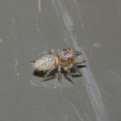 Opisthoncus sp. (genus) (Unidentified Opisthoncus jumping spider) at Acton, ACT - 19 Aug 2019 by TimL