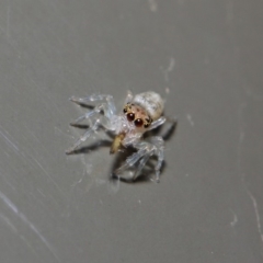 Opisthoncus sp. (genus) at Acton, ACT - 19 Aug 2019 01:36 PM