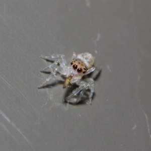 Opisthoncus sp. (genus) at Acton, ACT - 19 Aug 2019