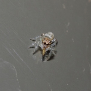 Opisthoncus sp. (genus) at Acton, ACT - 19 Aug 2019 01:36 PM