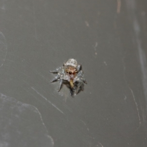 Opisthoncus sp. (genus) at Acton, ACT - 19 Aug 2019 01:36 PM