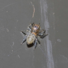 Opisthoncus sp. (genus) at Acton, ACT - 19 Aug 2019 01:36 PM