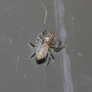 Opisthoncus sp. (genus) at Acton, ACT - 19 Aug 2019