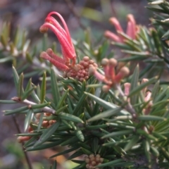 Grevillea sp. (Grevillea) at Fadden, ACT - 21 Aug 2019 by KumikoCallaway