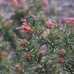 Grevillea sp. at Fadden, ACT - 21 Aug 2019