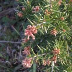 Grevillea sp. at Fadden, ACT - 21 Aug 2019