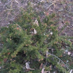 Grevillea sp. at Fadden, ACT - 21 Aug 2019