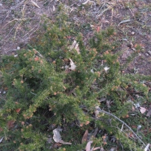 Grevillea sp. at Fadden, ACT - 21 Aug 2019 04:38 PM