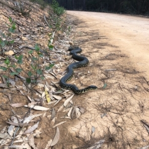 Morelia spilota spilota at Wonboyn North, NSW - 11 Aug 2019