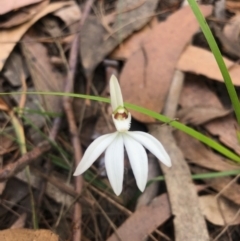 Caladenia catenata (White Fingers) at Ben Boyd National Park - 27 Jul 2019 by MickBettanin