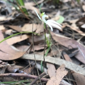 Caladenia catenata at Eden, NSW - suppressed