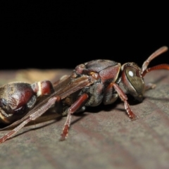 Ropalidia plebeiana (Small brown paper wasp) at Acton, ACT - 16 Aug 2019 by TimL