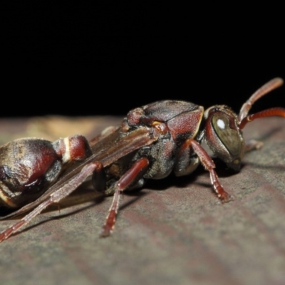 Ropalidia plebeiana (Small brown paper wasp) at ANBG - 16 Aug 2019 by TimL