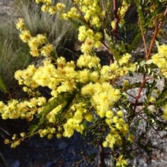 Acacia terminalis (Sunshine Wattle) at Sth Tablelands Ecosystem Park - 22 Aug 2019 by galah681