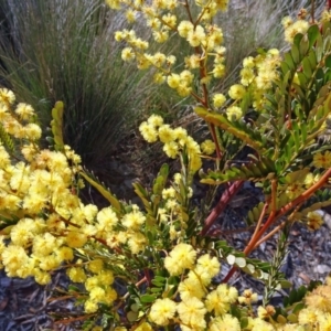 Acacia terminalis at Molonglo Valley, ACT - 22 Aug 2019