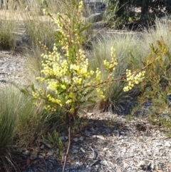 Acacia terminalis at Molonglo Valley, ACT - 22 Aug 2019 10:23 AM