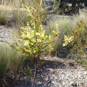 Acacia terminalis at Molonglo Valley, ACT - 22 Aug 2019 10:23 AM