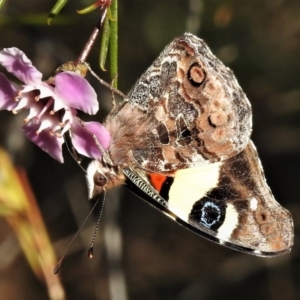 Vanessa itea at Acton, ACT - 22 Aug 2019