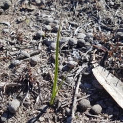 Wurmbea dioica subsp. dioica (Early Nancy) at Amaroo, ACT - 22 Aug 2019 by nath_kay