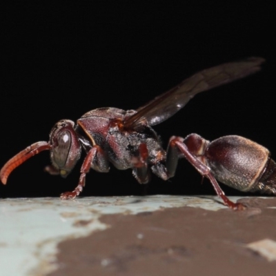 Ropalidia plebeiana (Small brown paper wasp) at ANBG - 16 Aug 2019 by TimL