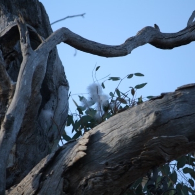 Chenonetta jubata (Australian Wood Duck) at Red Hill to Yarralumla Creek - 22 Aug 2019 by LisaH