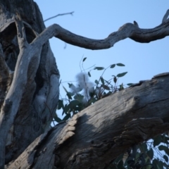 Chenonetta jubata (Australian Wood Duck) at Red Hill Nature Reserve - 22 Aug 2019 by LisaH