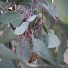 Smicrornis brevirostris (Weebill) at Red Hill Nature Reserve - 22 Aug 2019 by LisaH