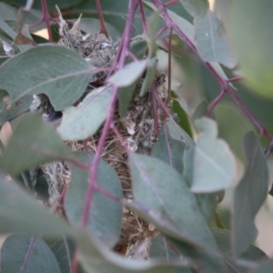 Smicrornis brevirostris at Deakin, ACT - 22 Aug 2019