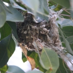 Smicrornis brevirostris at Deakin, ACT - 22 Aug 2019