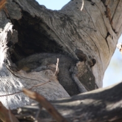 Trichosurus vulpecula (Common Brushtail Possum) at Hughes Grassy Woodland - 22 Aug 2019 by LisaH