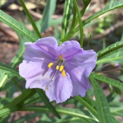 Solanum aviculare (Kangaroo Apple) at Woodstock, NSW - 20 Aug 2019 by Evelynm