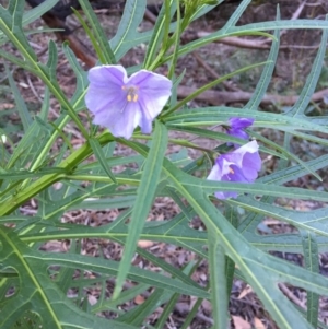 Solanum aviculare at Woodstock, NSW - 20 Aug 2019