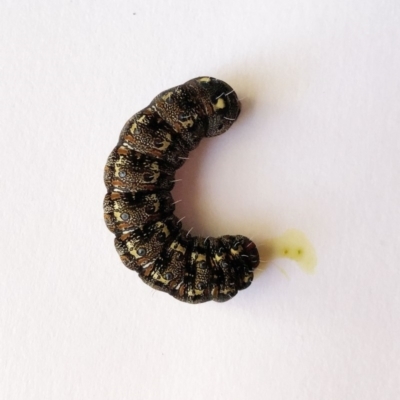 Apina callisto (Pasture Day Moth) at Red Hill to Yarralumla Creek - 22 Aug 2019 by ruthkerruish