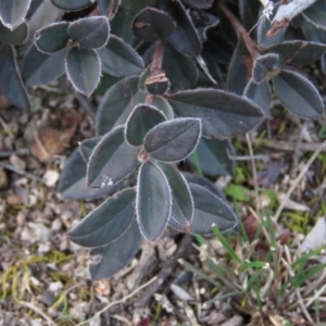 Cotoneaster pannosus at Fadden, ACT - 21 Aug 2019 04:41 PM