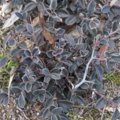 Cotoneaster pannosus at Fadden, ACT - 21 Aug 2019