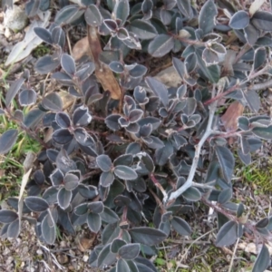 Cotoneaster pannosus at Fadden, ACT - 21 Aug 2019 04:41 PM