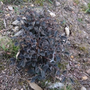 Cotoneaster pannosus at Fadden, ACT - 21 Aug 2019